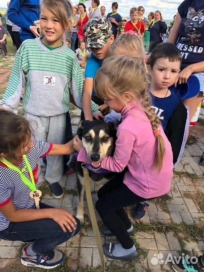 Собака в добрые руки