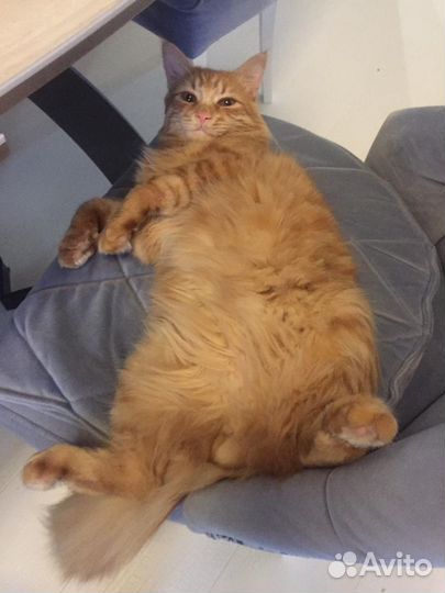 Гостиница для животных / Передержка кошек