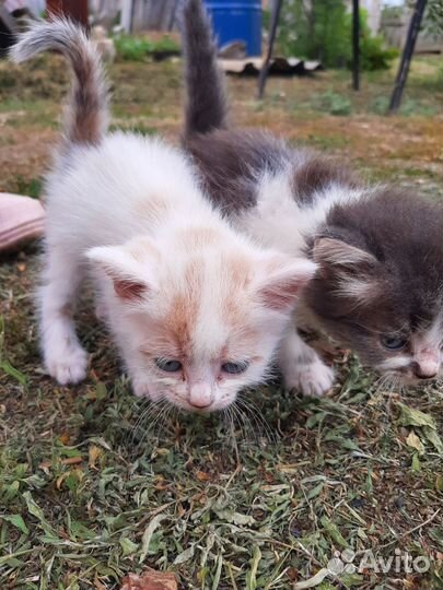 Котята в добрые руки бесплатно