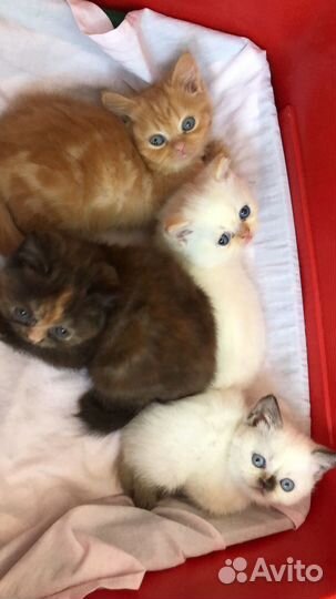 Котята экзоты