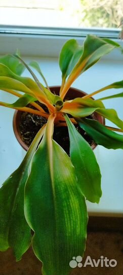 Хлорофитум грин оранж