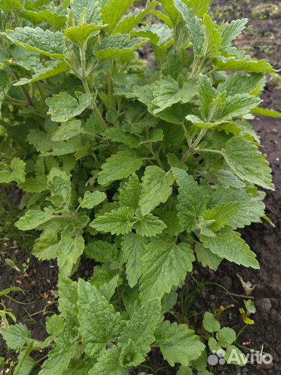 Саженцы многолетних растений