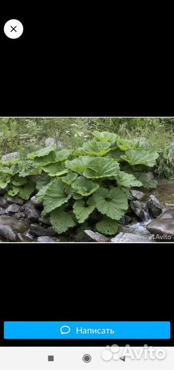 Белокопытник