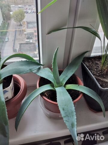 Агава голубая