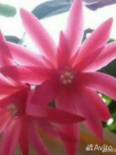 Декабрист шлюмбергера(в горшках взрослые растения)