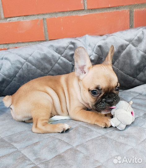 Щенки французского бульдога