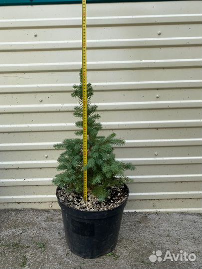 Деревья (сосна, ель, туя, можжевельник) продажа
