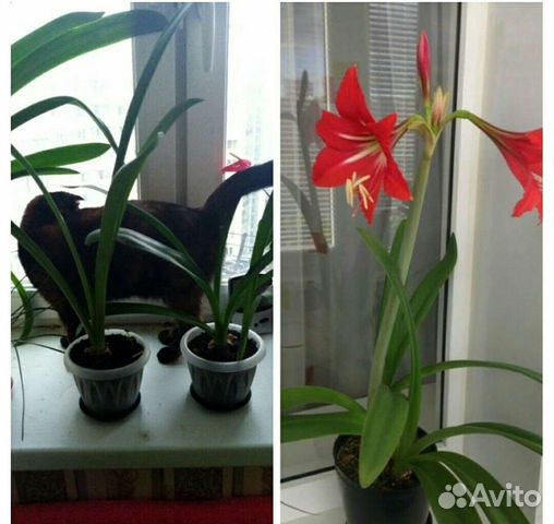 Комнатные цветы