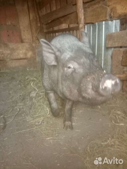 Вьетнамский хряк