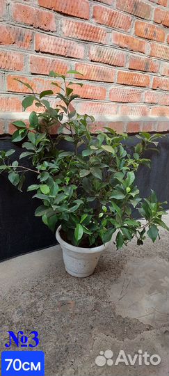 Комнатные растения (фикусы)