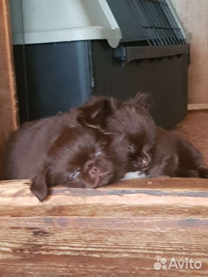 Малыши чихуахуа, три шоколадных медвежонка