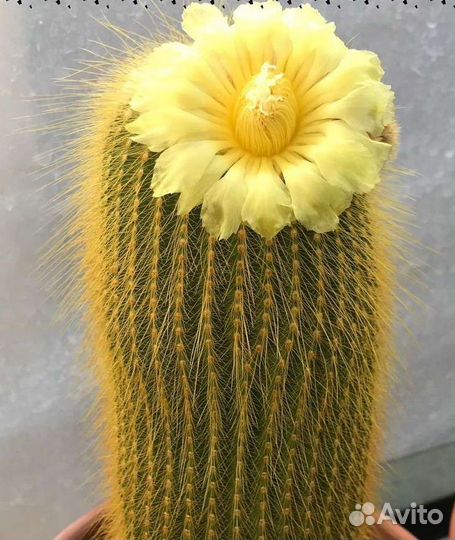 Кактус Eriocactus leninghausii