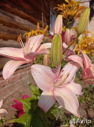 Цветы, семена цветов