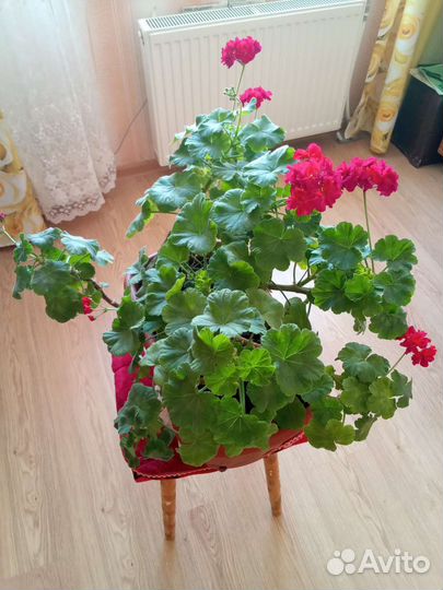 Пеларгония герань