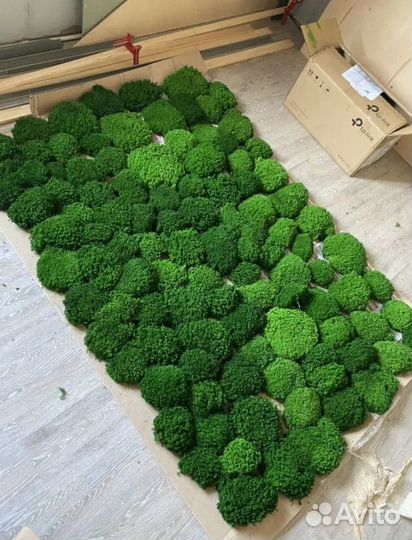 Королевский ягель премиальное качество мха