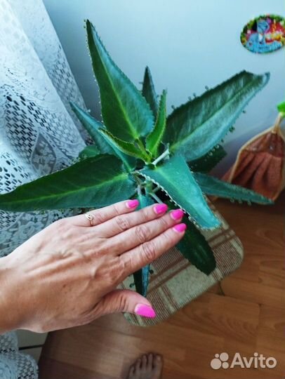 Большой Каланхоэ лечебное