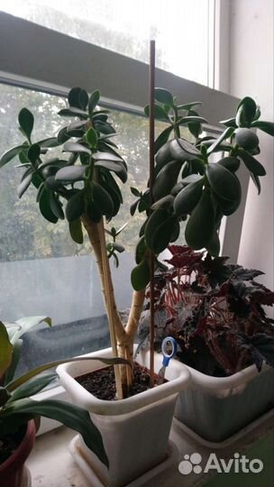 Растение золотой ус