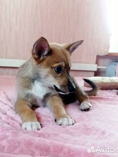 Щенок мальчик отдам в добрые руки