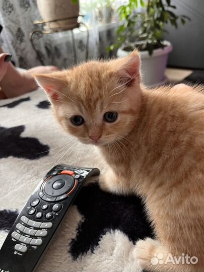 Рыжий котенок мальчик