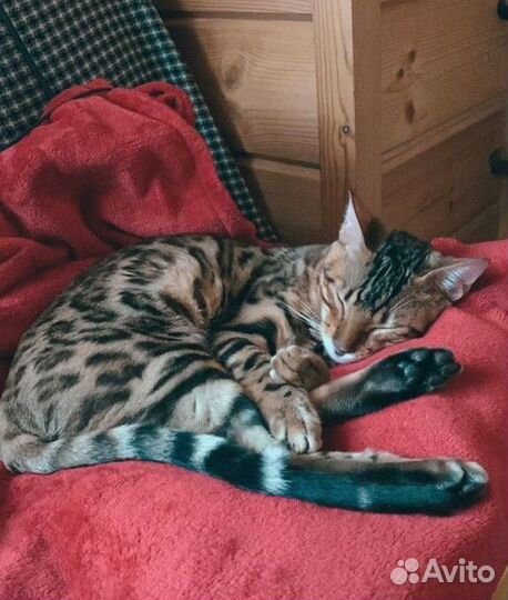 Бенгальский кот вязка