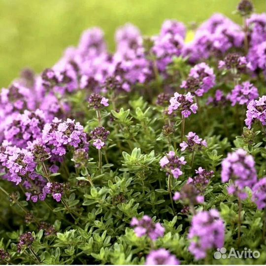 Арабис, тимьян, незабудка садовая и почвопокровная