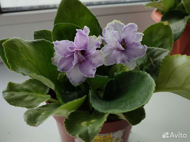 Цветущие фиалки