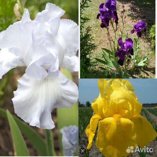 Многолетние цветы