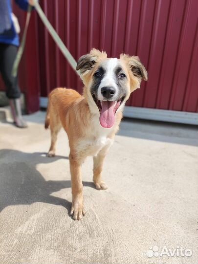 Щенок в добрые руки