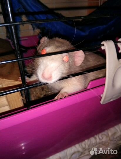 Передержка животных