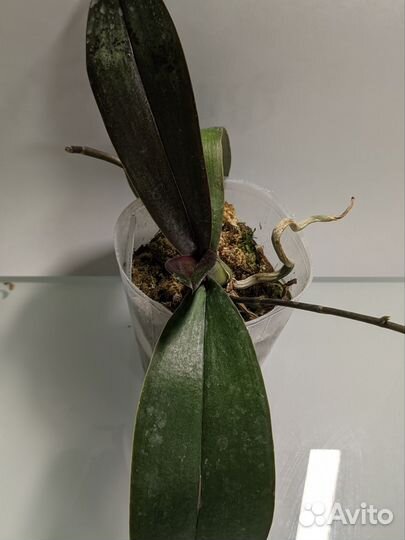 Орхидея фаленопсис ltna1118 KS Balm 2.5