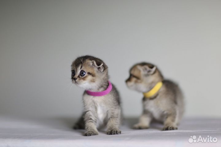 Шотландская вислоухая золотая шиншилла котята
