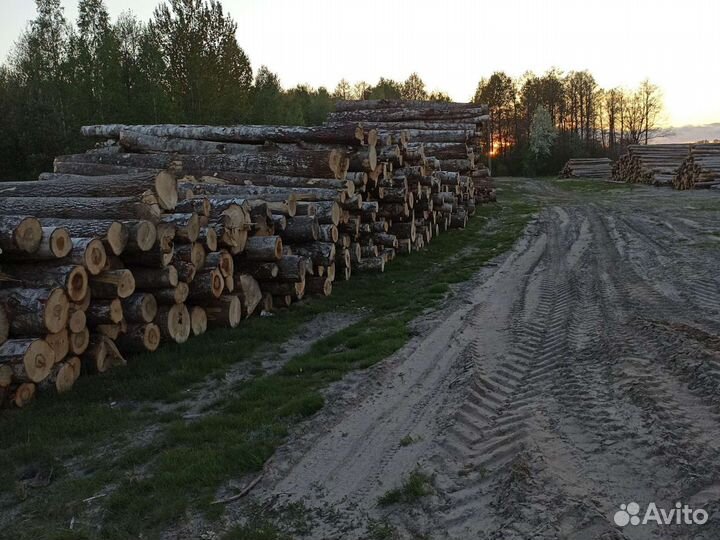 Лес кругляк пиловочник хвоя