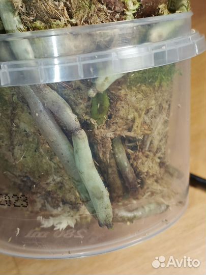 Фаленопсис орхидея