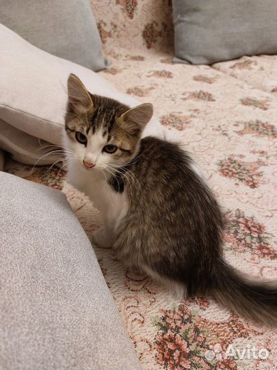 Самые красивые котята