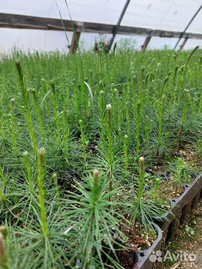 Саженцы сосны зкс от производителя