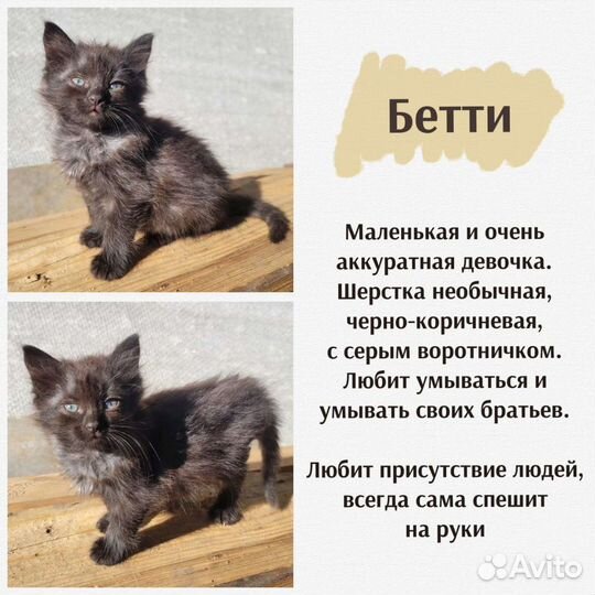 Котята в добрые руки