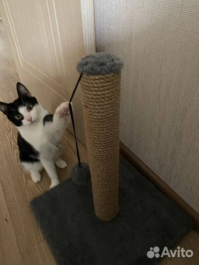 Когтеточка