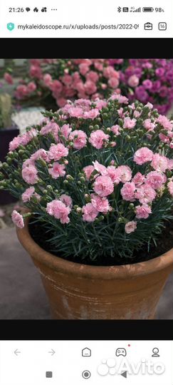 Гвоздика многолетняя