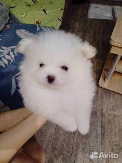 Щенки шпица