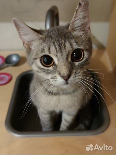 Молодая кошка