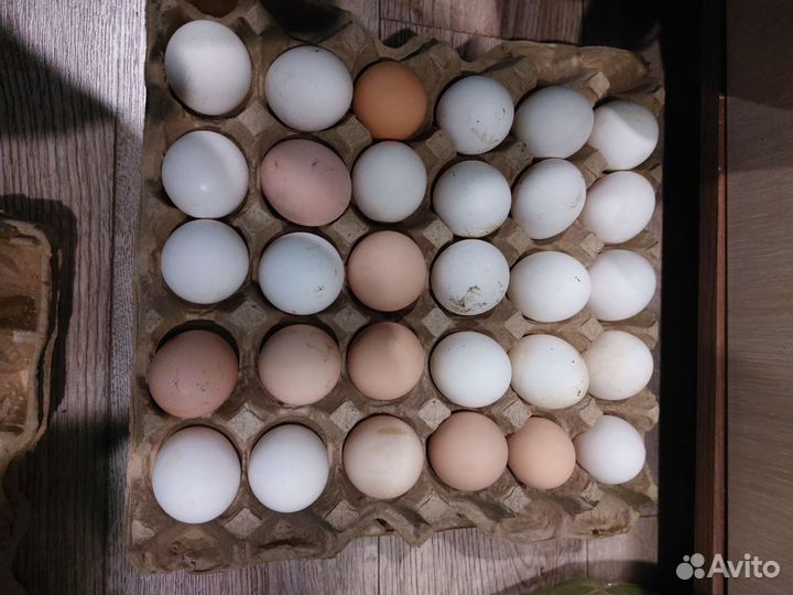 Куриные яйца