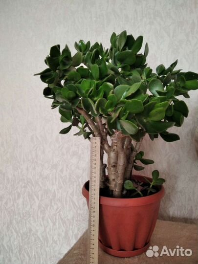 Крассула толстянка (денежное дерево)