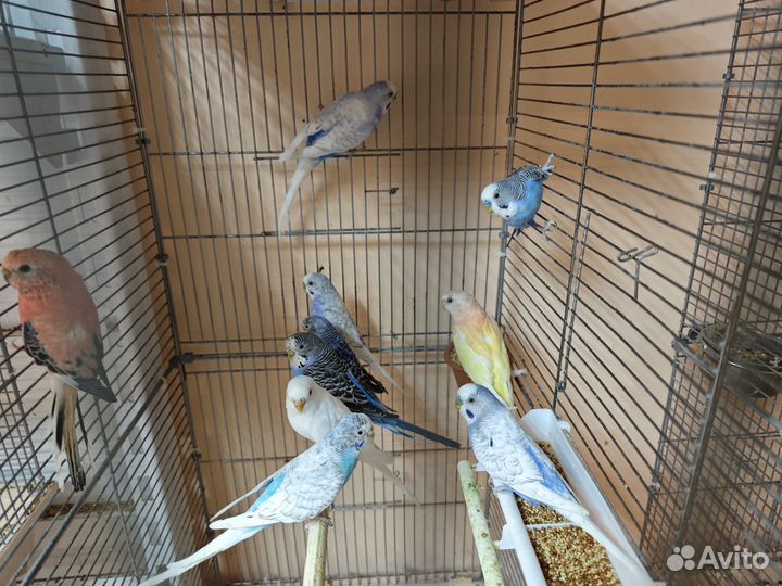 Волнистый попугай