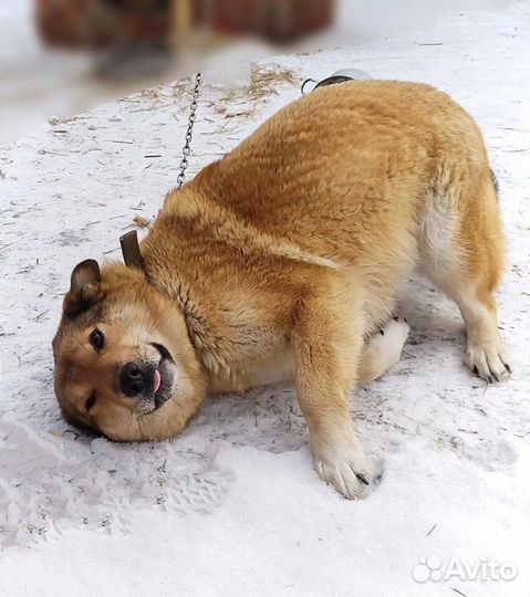 Собака в добрые руки