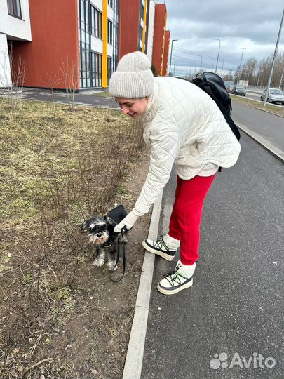 Выгул собак в утреннее и вечернее время