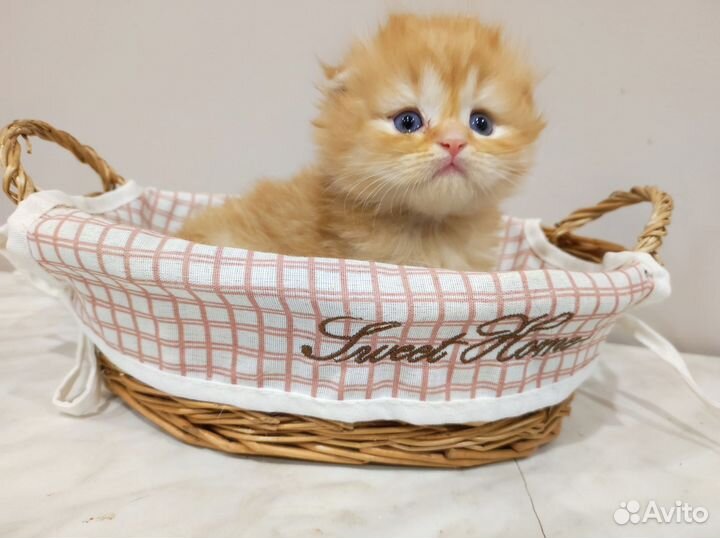 Шотландский длинношерстный милах