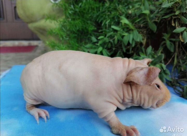 Морские свинки скинни