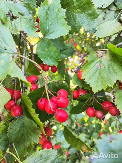 Боярышник ягоды