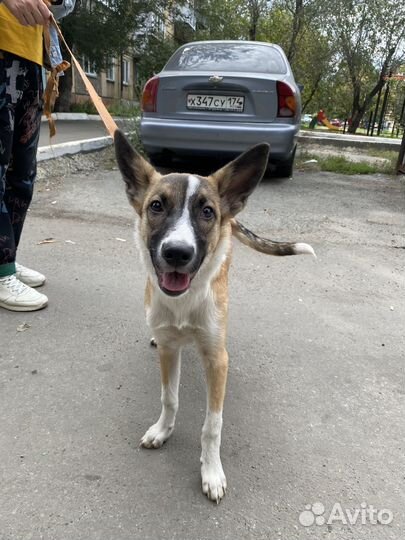 Молодая собака в добрые руки