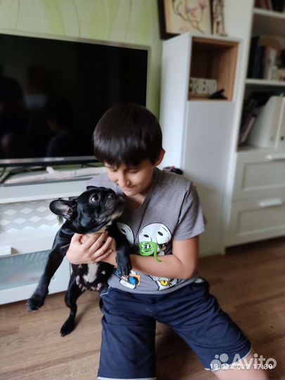 Передержка собак и кошек